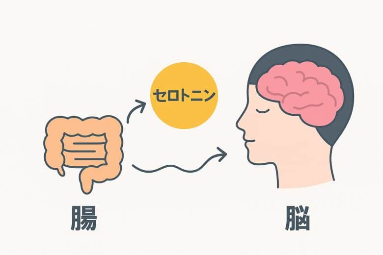 腸と脳とセロトニンの関係が分かるイラスト図