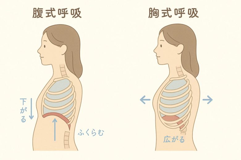 胸式呼吸と腹式呼吸の違い