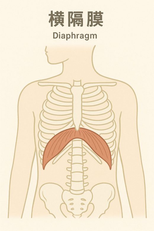 横隔膜のイラスト