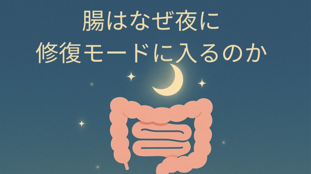 腸と夜空の画像で腸が夜に修復することを表す