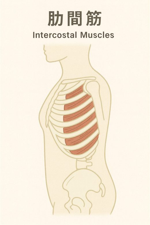 肋間筋のイラスト