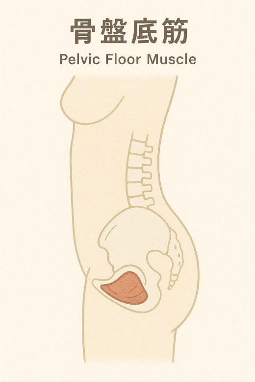 骨盤底筋のイラスト