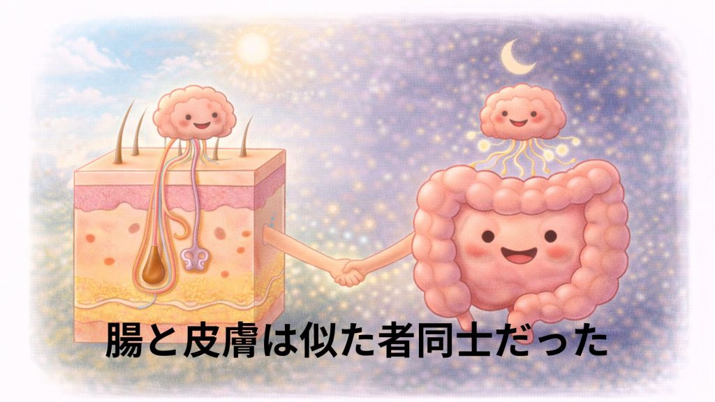 皮膚と腸が似ていることを表す画像