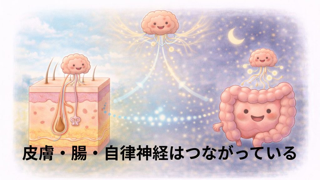 皮膚と腸と自律神経のつながりをイメージした画像