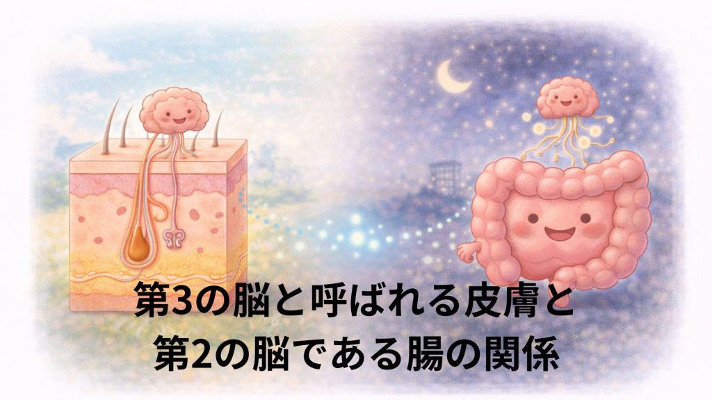 皮膚と腸の関係のイメージ画像