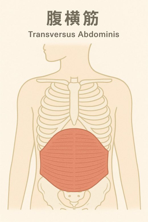 腹横筋のイラスト