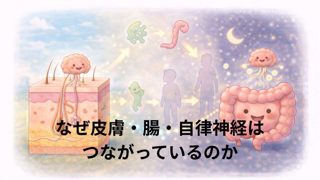 皮膚と腸と自律神経のつながりの理由をあらわす画像