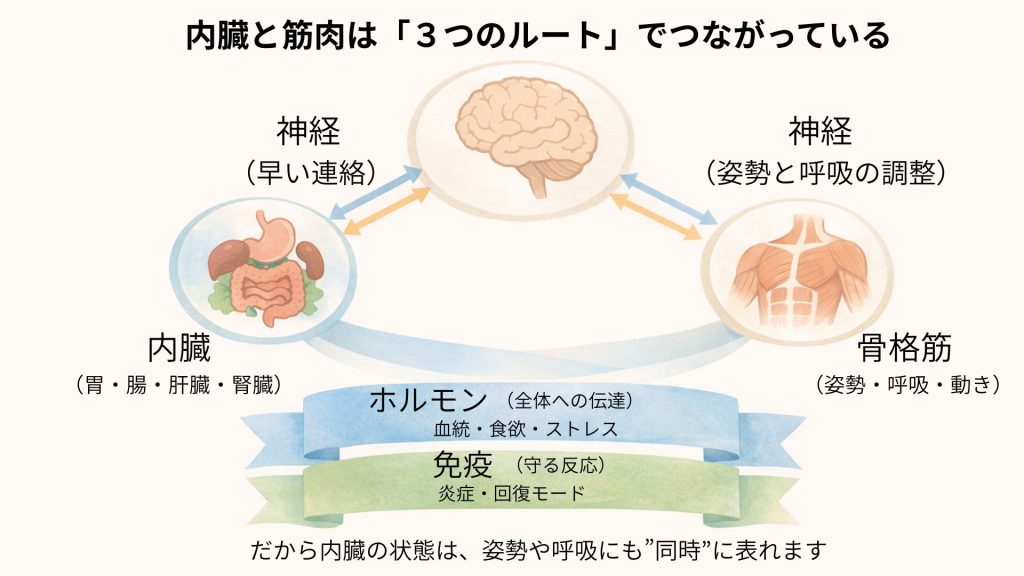 姿勢と呼吸と内臓のつながりを脳と神経から説明する図