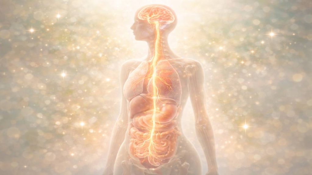 迷走神経の場所をイメージした画像