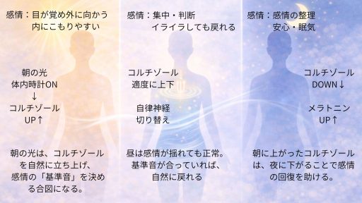 ホルモンと感情の「基準音」が整う一日の流れ