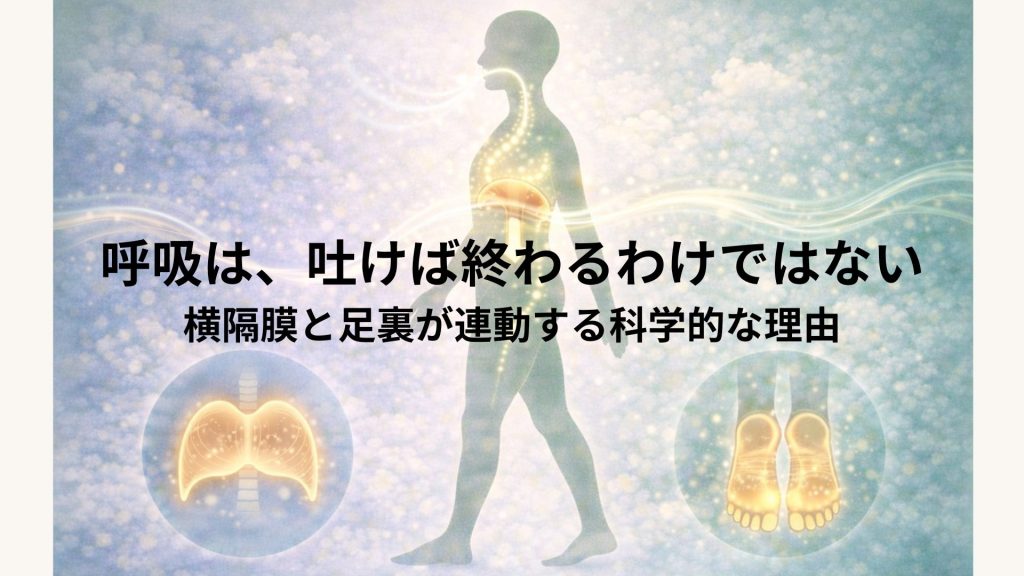 呼吸の足裏と横隔膜のつながりのイメージ画像