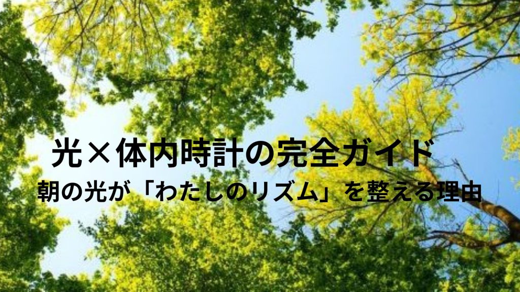 朝日が木々の間から差し込む画像
