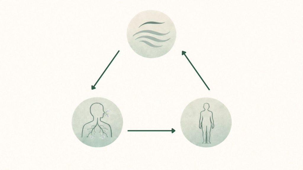 呼吸と身体感覚と姿勢の循環図