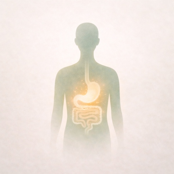 内臓と体内環境のイメージ画像